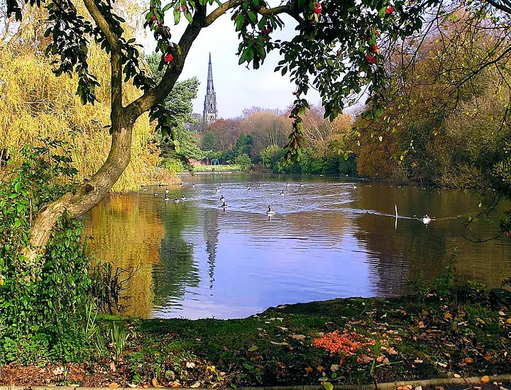 Geese on the water at Broughton
